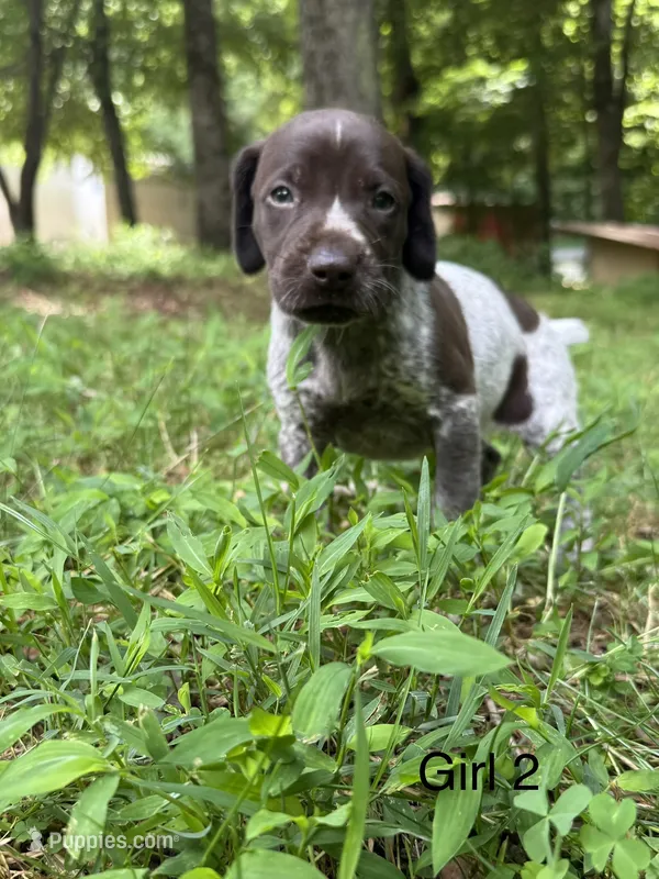 Girl 2 – German Shorthaired Pointer puppy for sale in Warne, NC