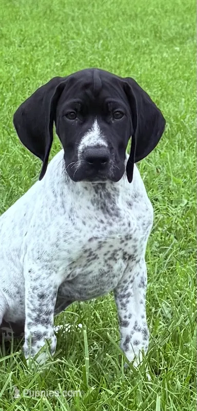 Girl 1 – German Shorthaired Pointer puppy for sale in Warne, NC