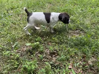 Boy 1, a male German Shorthaired Pointer for sale in Warne, NC – 2 of 10
