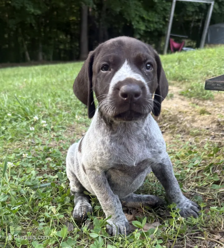 Girl 4 – German Shorthaired Pointer puppy for sale in Warne, NC