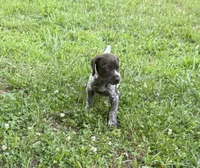 Girl 2, a female German Shorthaired Pointer for sale in Warne, NC – 3 of 10