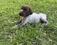 Girl 5, a female German Shorthaired Pointer for sale in Warne, NC – 2 of 10