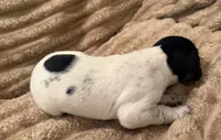 Girl 1, a female German Shorthaired Pointer for sale in Warne, NC – 5 of 10
