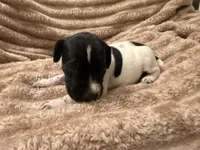 Boy 3, a male German Shorthaired Pointer for sale in Warne, NC – 4 of 10