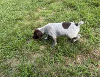 Girl 5, a female German Shorthaired Pointer for sale in Warne, NC – 7 of 10