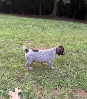 Girl 5, a female German Shorthaired Pointer for sale in Warne, NC – 9 of 10
