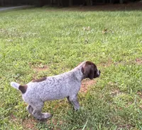 Girl 5, a female German Shorthaired Pointer for sale in Warne, NC – 3 of 10