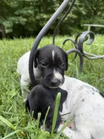 Boy 3, a male German Shorthaired Pointer for sale in Warne, NC – 2 of 10
