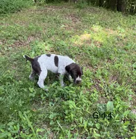 Girl 4, a female German Shorthaired Pointer for sale in Warne, NC – 3 of 10
