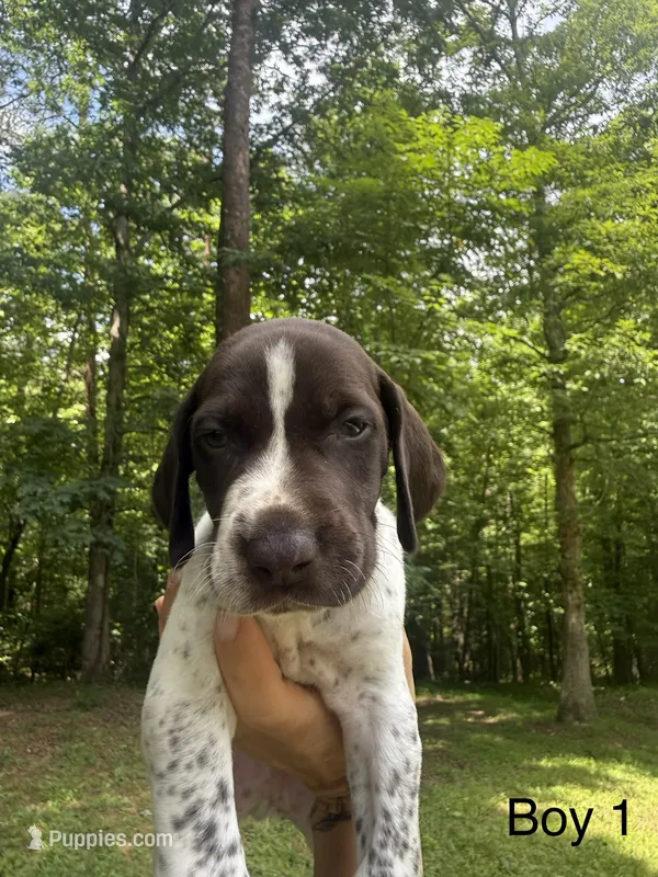 Boy 1 – German Shorthaired Pointer puppy for sale in Warne, NC