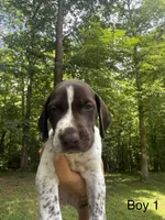 Boy 1, a male German Shorthaired Pointer for sale in Warne, NC – 1 of 10