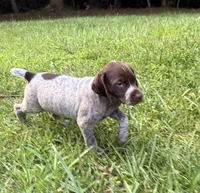 Girl 5, a female German Shorthaired Pointer for sale in Warne, NC – 4 of 10