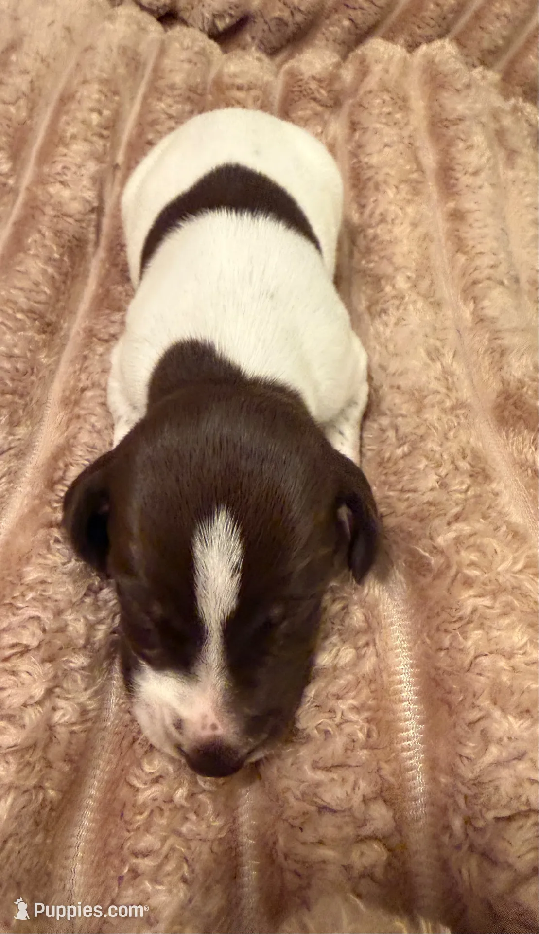 Boy 1, a male German Shorthaired Pointer for sale in Warne, NC – 6 of 10
