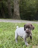 Girl 5, a female German Shorthaired Pointer for sale in Warne, NC – 4 of 10