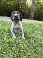 Girl 4, a female German Shorthaired Pointer for sale in Warne, NC – 10 of 10