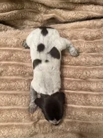 Girl 4, a female German Shorthaired Pointer for sale in Warne, NC – 8 of 10
