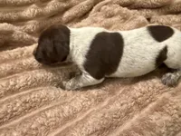Girl 2, a female German Shorthaired Pointer for sale in Warne, NC – 7 of 10