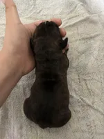 Juno, a female Boxer for sale in San Gabriel, CA – Photo 3 of 3