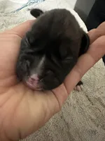 Juno, a female Boxer for sale in San Gabriel, CA – Photo 2 of 3