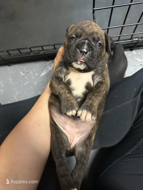 Juno – Boxer puppy for sale in San Gabriel, CA