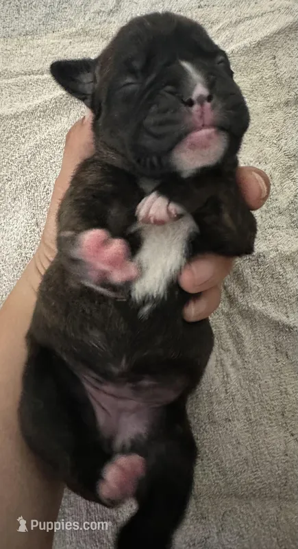 Juno – Boxer puppy for sale in San Gabriel, CA