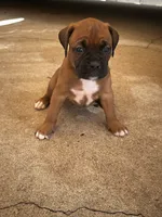 Peanut , a female Boxer for sale in San Gabriel, CA – 3 of 4