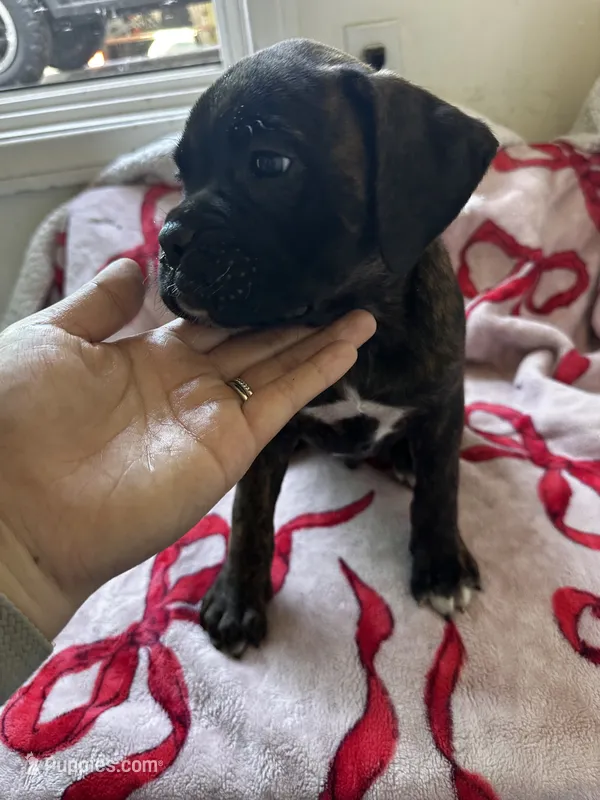 Kai  – Boxer puppy for sale in San Gabriel, CA