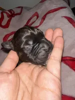 Jack jack, a male Boxer for sale in San Gabriel, CA – Photo 3 of 3