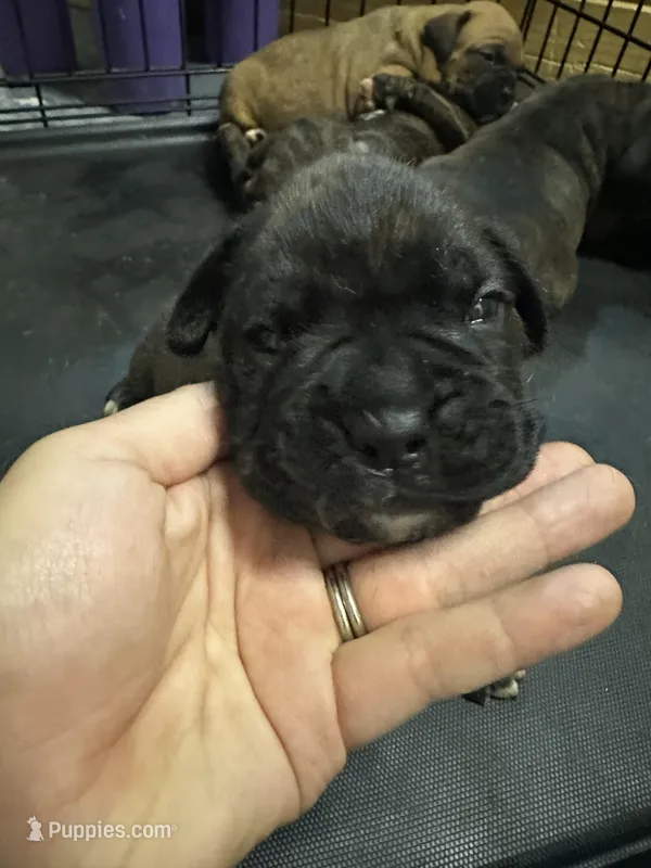 Jack jack – Boxer puppy for sale in San Gabriel, CA
