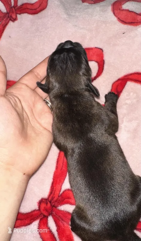 Jack jack – Boxer puppy for sale in San Gabriel, CA