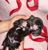 Jack jack, a male Boxer for sale in San Gabriel, CA – Photo 2 of 3