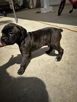 Jack jack, a male Boxer for sale in San Gabriel, CA – 3 of 4