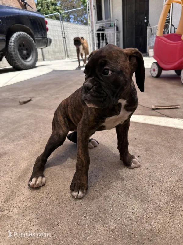 Juno – Boxer puppy for sale in San Gabriel, CA