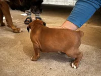 Peanut , a female Boxer for sale in San Gabriel, CA – 2 of 4
