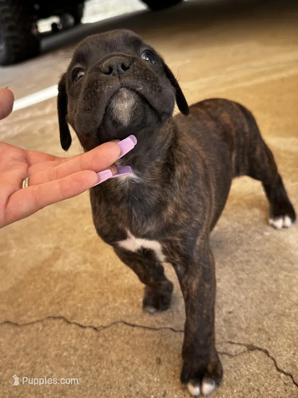 Kai  – Boxer puppy for sale in San Gabriel, CA