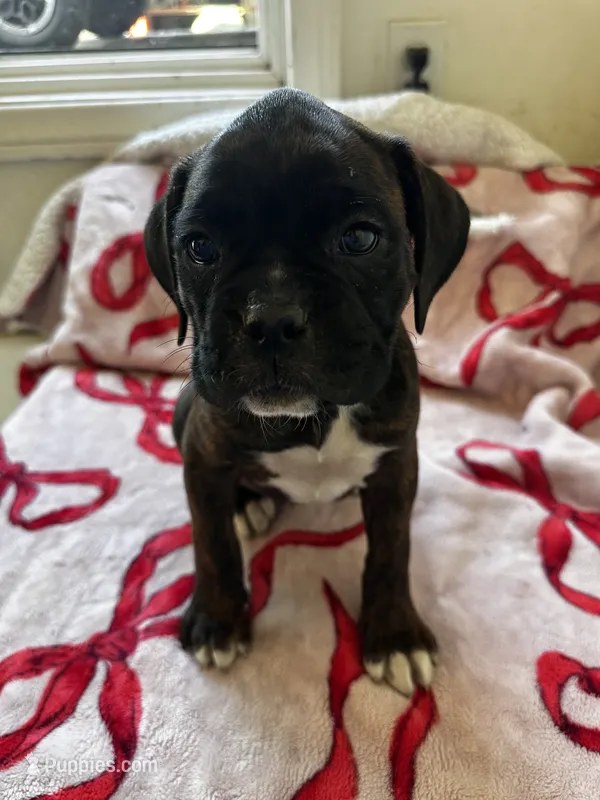 Juno – Boxer puppy for sale in San Gabriel, CA