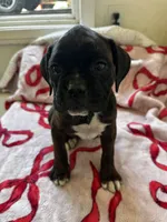 Juno, a female Boxer for sale in San Gabriel, CA – 1 of 6
