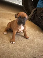Peanut , a female Boxer for sale in San Gabriel, CA – 4 of 4