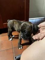 Juno, a female Boxer for sale in San Gabriel, CA – 5 of 6