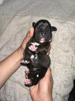 Kai , a male Boxer for sale in San Gabriel, CA – Photo 2 of 3