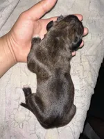 Kai , a male Boxer for sale in San Gabriel, CA – Photo 3 of 3