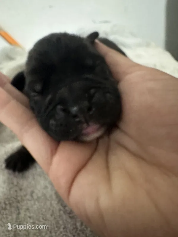 Kai  – Boxer puppy for sale in San Gabriel, CA