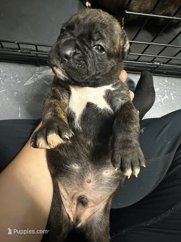 Kai  – Boxer puppy for sale in San Gabriel, CA