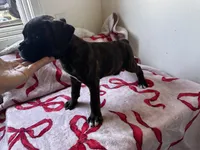Kai , a male Boxer for sale in San Gabriel, CA – 3 of 5