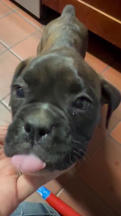 Juno, a female Boxer for sale in San Gabriel, CA – 6 of 6