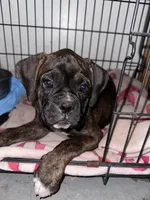 Juno, a female Boxer for sale in San Gabriel, CA – 5 of 7