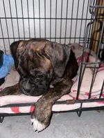 Juno, a female Boxer for sale in San Gabriel, CA – 2 of 7