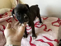 Juno, a female Boxer for sale in San Gabriel, CA – 3 of 6
