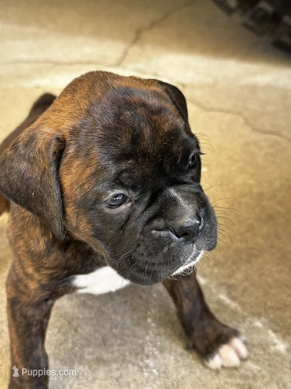 Juno – Boxer puppy for sale in San Gabriel, CA