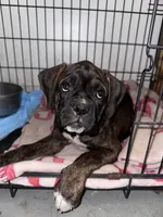 Juno, a female Boxer for sale in San Gabriel, CA – 3 of 7